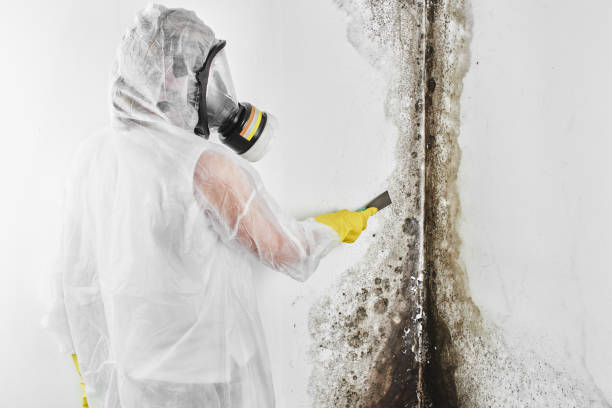 Best White Mold Remediation in Madera, CA